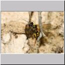 Mellinus arvensis - Kotwespe w48b beim Nesteintrag - Sandgrube Niedringhaussee.jpg